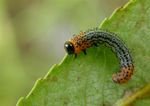 Nematus salicis
